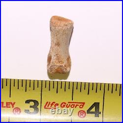 Struthiomimus Toe Foot Bone from the Famous Hell Creek Formation Cretaceous