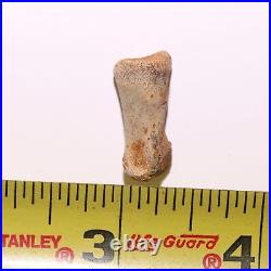 Struthiomimus Toe Foot Bone from the Famous Hell Creek Formation Cretaceous