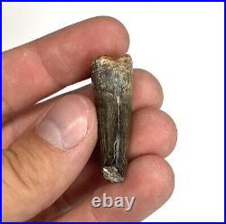 Suchomimus 1.51 Theropod Dinosaur Tooth Fossil Elrhaz Fm. Ténéré, Niger