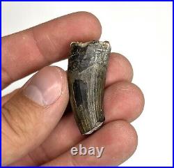 Suchomimus 1.51 Theropod Dinosaur Tooth Fossil Elrhaz Fm. Ténéré, Niger