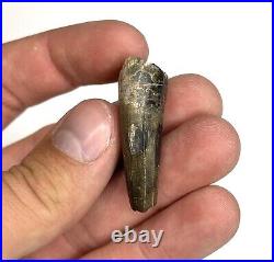 Suchomimus 1.51 Theropod Dinosaur Tooth Fossil Elrhaz Fm. Ténéré, Niger