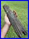 Super Large Fossilized Extinct Baleen Whale Bone Fossil Segment- Not Modern