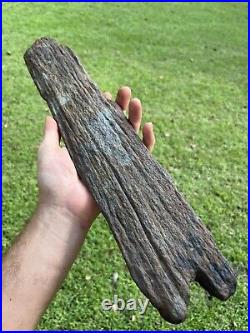 Super Large Fossilized Extinct Baleen Whale Bone Fossil Segment- Not Modern