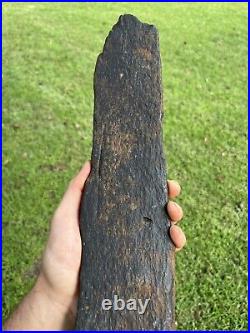 Super Large Fossilized Extinct Baleen Whale Bone Fossil Segment- Not Modern