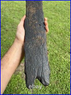 Super Large Fossilized Extinct Baleen Whale Bone Fossil Segment- Not Modern