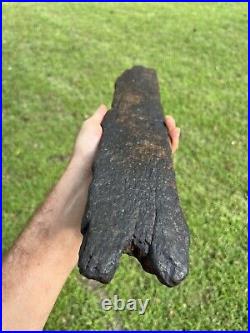 Super Large Fossilized Extinct Baleen Whale Bone Fossil Segment- Not Modern