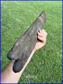 Super Large Fossilized Extinct Baleen Whale Bone Fossil Segment- Not Modern