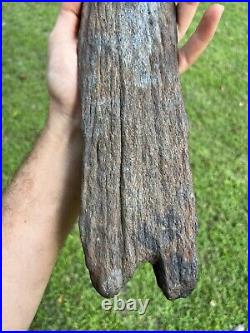 Super Large Fossilized Extinct Baleen Whale Bone Fossil Segment- Not Modern