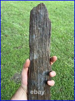 Super Large Fossilized Extinct Baleen Whale Bone Fossil Segment- Not Modern