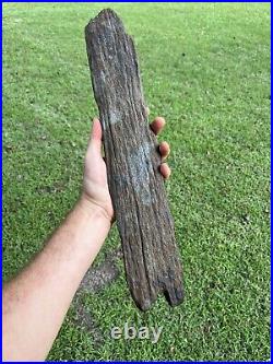 Super Large Fossilized Extinct Baleen Whale Bone Fossil Segment- Not Modern