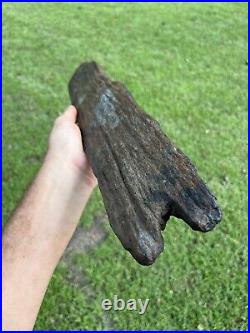 Super Large Fossilized Extinct Baleen Whale Bone Fossil Segment- Not Modern