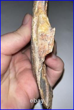 Super Rare Dinosaur Era Fossil Giant Fresh Water Coelacanth Gill Plate Bone