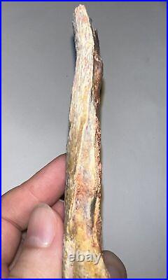 Super Rare Dinosaur Era Fossil Giant Fresh Water Coelacanth Gill Plate Bone