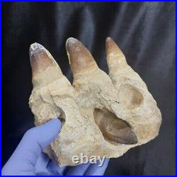 Surprise Huge Mosasaur jaw 4 Original Teeth Rooted Currii Fossil Dinosaur bones