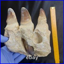 Surprise Huge Mosasaur jaw 4 Original Teeth Rooted Currii Fossil Dinosaur bones
