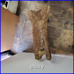 T-Rex Prehistoric Dinosaur Leg Fossil Bone Distal Tibia