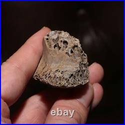 T. Rex Tyrannosaurus Rex Bone Piece Swiss Cheese Hell Creek Formation Cretaceous