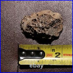 T. Rex Tyrannosaurus Rex Bone Piece Swiss Cheese Hell Creek Formation Cretaceous