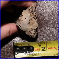 T. Rex Tyrannosaurus Rex Bone Piece Swiss Cheese Hell Creek Formation Cretaceous