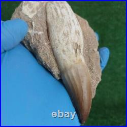 TOP RARE Fossil Mosasaurus Tooth in Matrix 5 Authentic Dinosaur Fossil bones