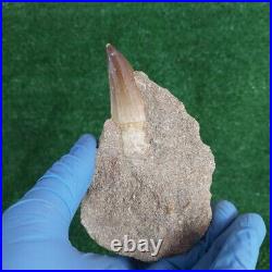 TOP RARE Fossil Mosasaurus Tooth in Matrix 5 Authentic Dinosaur Fossil bones