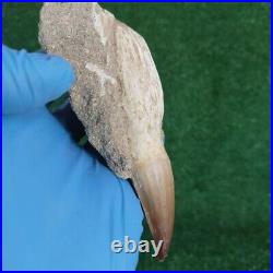 TOP RARE Fossil Mosasaurus Tooth in Matrix 5 Authentic Dinosaur Fossil bones