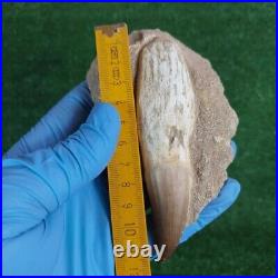 TOP RARE Fossil Mosasaurus Tooth in Matrix 5 Authentic Dinosaur Fossil bones