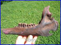 The Finest Extinct Llama Jaw Bone Florida Fossil Ice Age Tooth Skull Bones Camel