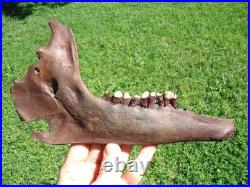 The Finest Extinct Llama Jaw Bone Florida Fossil Ice Age Tooth Skull Bones Camel