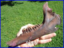 The Finest Extinct Llama Jaw Bone Florida Fossil Ice Age Tooth Skull Bones Camel