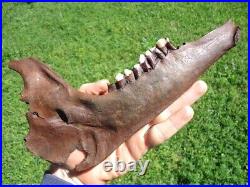 The Finest Extinct Llama Jaw Bone Florida Fossil Ice Age Tooth Skull Bones Camel