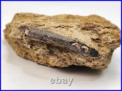 Theropod Bone Fossil In Matrix Personal Find Morrison Fm. Big Horn Co, WY