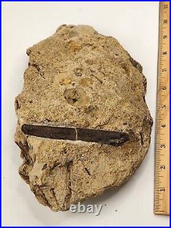 Theropod Bone Fossil In Matrix Personal Find Morrison Fm. Big Horn Co, WY