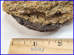 Theropod Bone Fossil In Matrix Personal Find Morrison Fm. Big Horn Co, WY