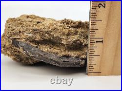 Theropod Bone Fossil In Matrix Personal Find Morrison Fm. Big Horn Co, WY