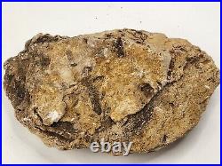 Theropod Bone Fossil In Matrix Personal Find Morrison Fm. Big Horn Co, WY