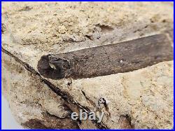 Theropod Bone Fossil In Matrix Personal Find Morrison Fm. Big Horn Co, WY