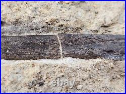 Theropod Bone Fossil In Matrix Personal Find Morrison Fm. Big Horn Co, WY