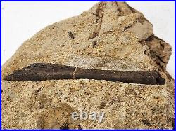 Theropod Bone Fossil In Matrix Personal Find Morrison Fm. Big Horn Co, WY