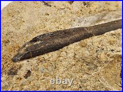 Theropod Bone Fossil In Matrix Personal Find Morrison Fm. Big Horn Co, WY