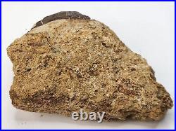 Theropod Bone Fossil In Matrix Personal Find Morrison Fm. Big Horn Co, WY