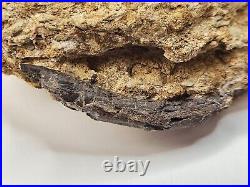 Theropod Bone Fossil In Matrix Personal Find Morrison Fm. Big Horn Co, WY