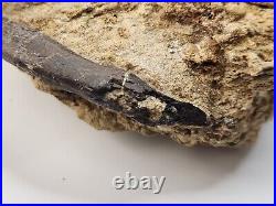 Theropod Bone Fossil In Matrix Personal Find Morrison Fm. Big Horn Co, WY