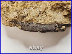 Theropod Bone Fossil In Matrix Personal Find Morrison Fm. Big Horn Co, WY