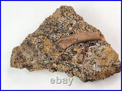 Theropod Bone, Tyrannosaur Tooth, Gar Scale Fossil Aguja Fm. Brewster Co, TX