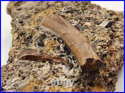 Theropod Bone, Tyrannosaur Tooth, Gar Scale Fossil Aguja Fm. Brewster Co, TX
