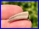 Theropod Dinosaur Claw Fossil 0.95 from Niger Dino Bones Kryptops Eocarcharia