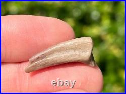 Theropod Dinosaur Claw Fossil 0.95 from Niger Dino Bones Kryptops Eocarcharia