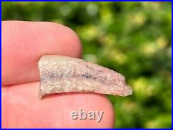 Theropod Dinosaur Claw Fossil 0.95 from Niger Dino Bones Kryptops Eocarcharia