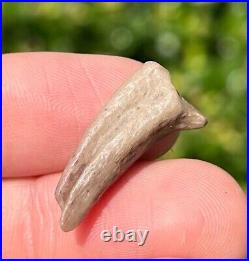 Theropod Dinosaur Claw Fossil 0.95 from Niger Dino Bones Kryptops Eocarcharia